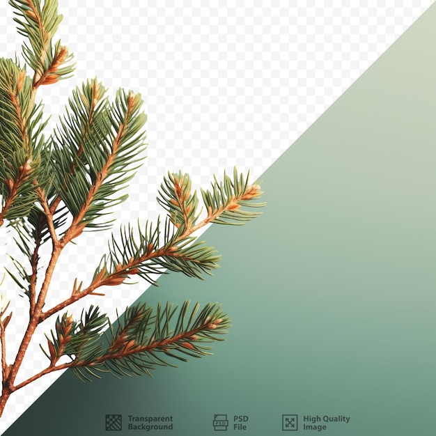PSD Крупный план неукрашенных ветвей рождественской елки