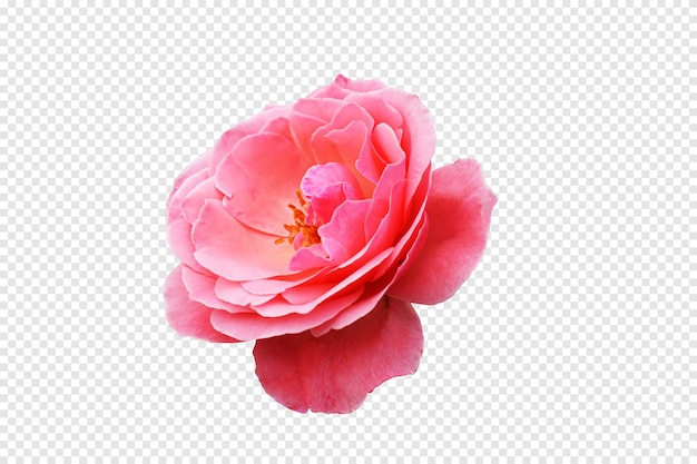 透明な背景の花とピンクのバラの花のクローズアップ