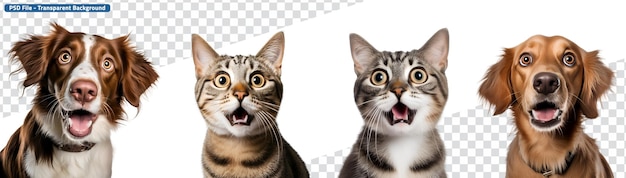 Closeup portraits set of astonished crazy pets a dog and cat charming creatures
