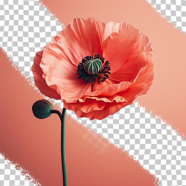 PSD closeup shot of a solitary poppy on transparent background