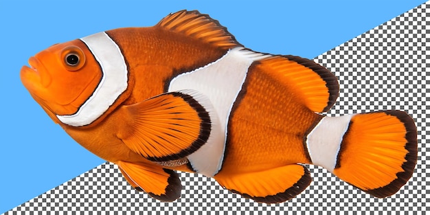 clownfish