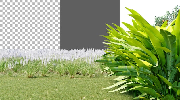 투명한 배경에 장식적인 바나나 나무의 클러스터 PNG 3D 렌더링