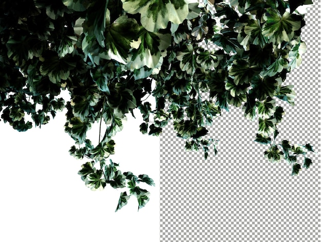 PSD cluster tree leaves on transparent background 3d rendering