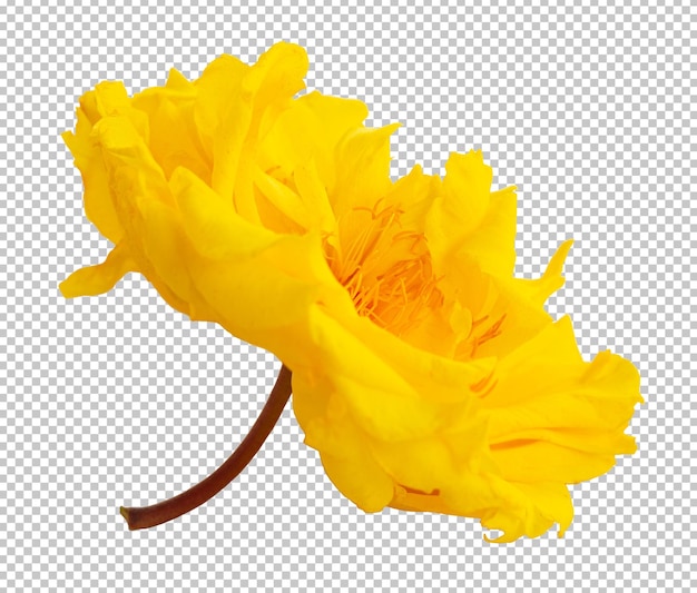 PSD cochlospermum regium flower on isolated transparency background