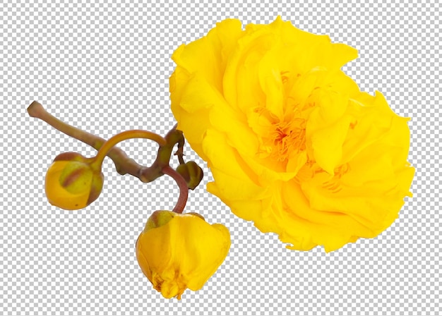 PSD cochlospermum regium flower on isolated transparency background