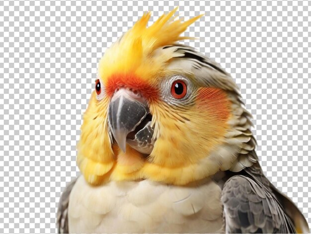 PSD cockatiel png