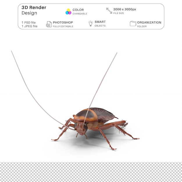 PSD cockroach 3d modeling psd file realistic cockroach