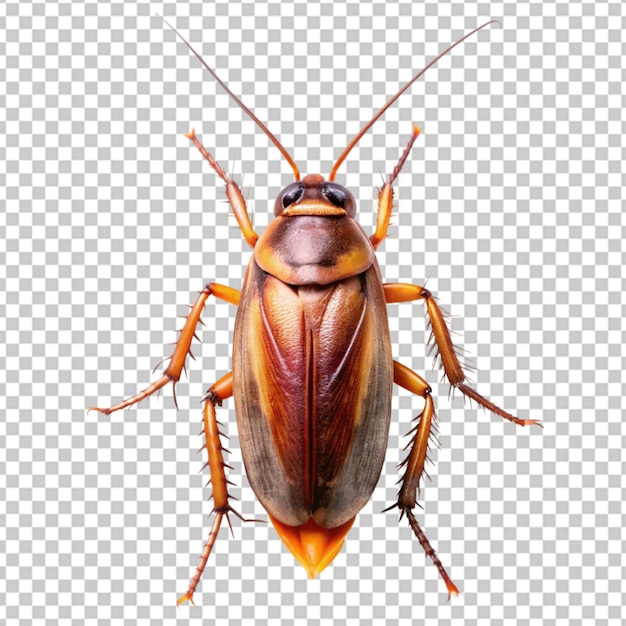 PSD cockroach isolated transparent background