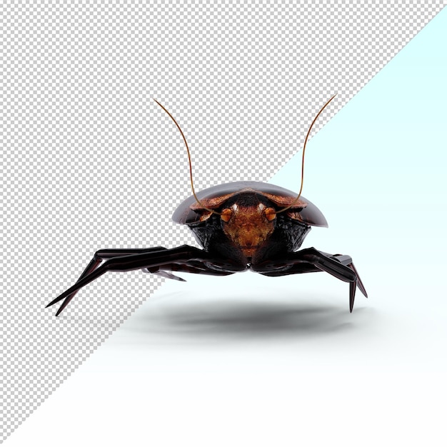 PSD scarafaggio isolato