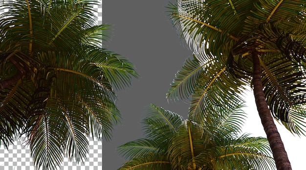 Кокосовая листья на прозрачном фоне 3D-рендеринг PNG