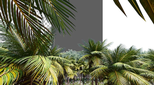 Coconut foliage on transparent background PNG 3D rendering
