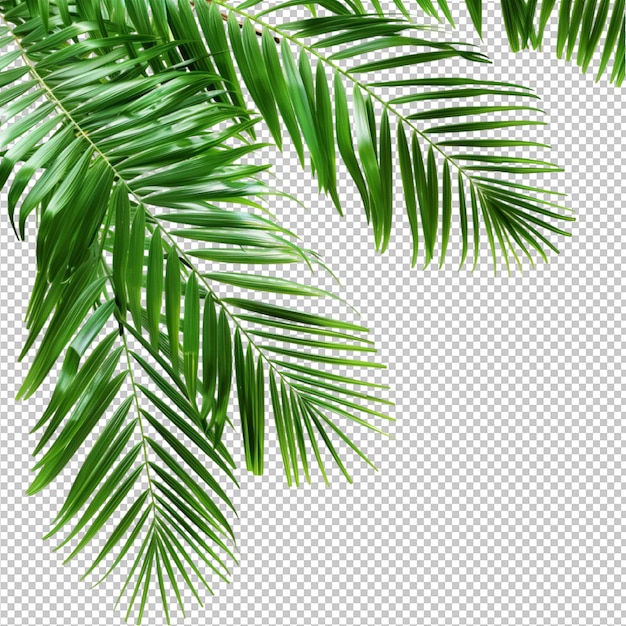 PSD coconut leaves