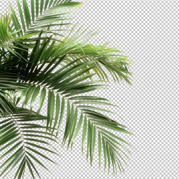 PSD coconut leaves