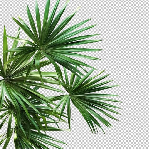 PSD coconut leaves