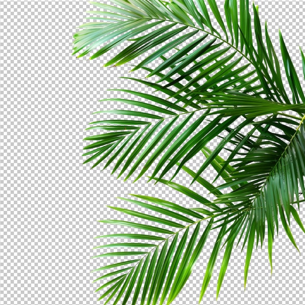 PSD coconut leaves