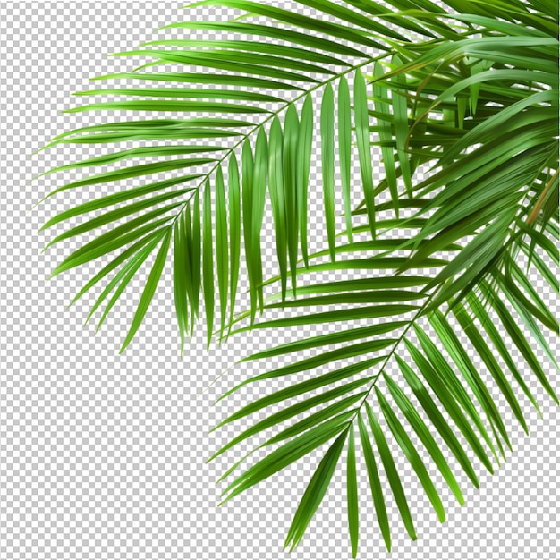 PSD coconut leaves