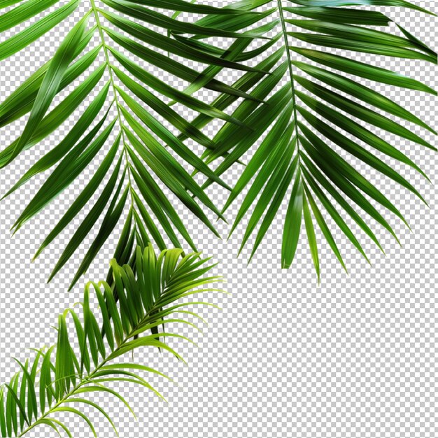 Coconut leaves