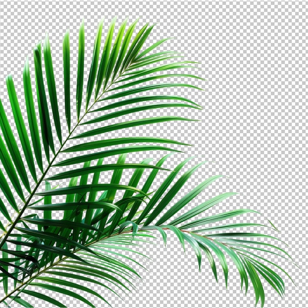 PSD coconut leaves