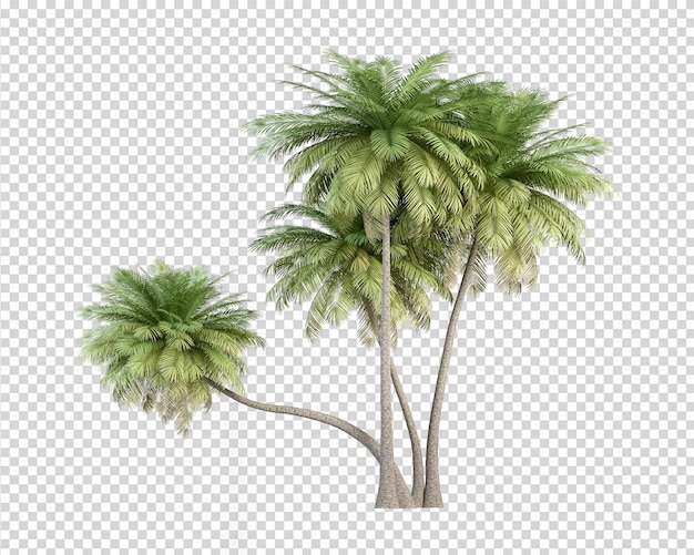 PSD coconut palm in 3d rendering isolated