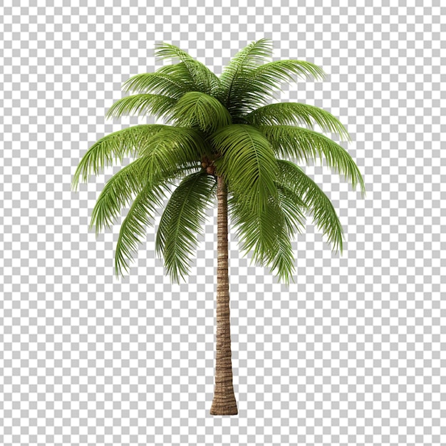 Кокосовая пальма в 3d-рендеринге