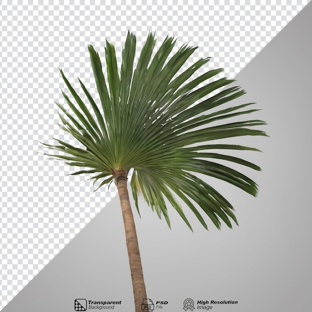 PSD coconut palm tree leaf on transparent background isolated