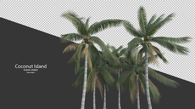 PSD coconut tree in 3d rendering isolated