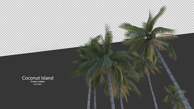 Coconut tree in 3d rendering isolated