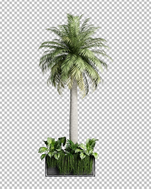 coconut tree in 3d rendering isolated