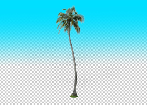 PSD coconut tree isolated transparency background.