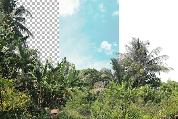 Coconut Tree Split Transparante achtergrond