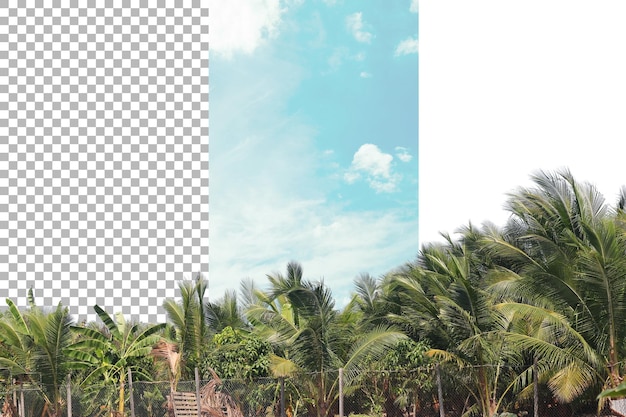 ココナッツの木の透明な背景