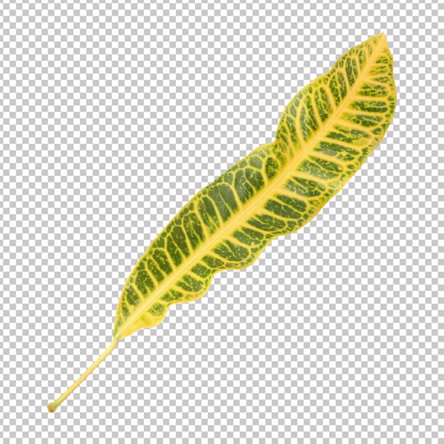 Codiaeum variegatum leaf isolated rendering