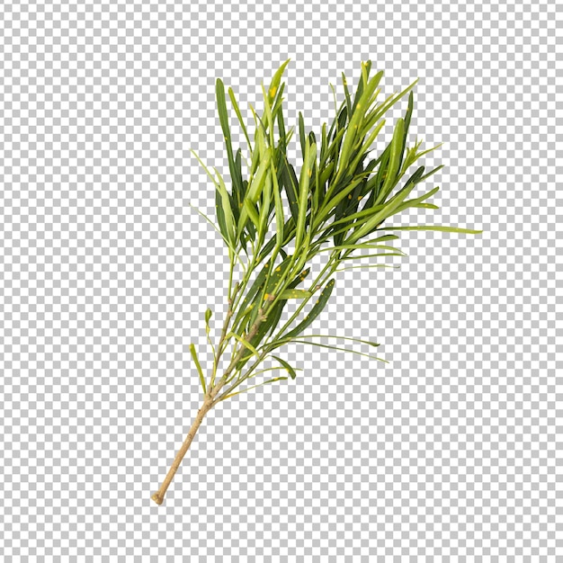 Codiaeum variegatum leaves branch isolated rendering