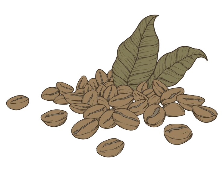 PSD coffee beans botanical illustration sketch