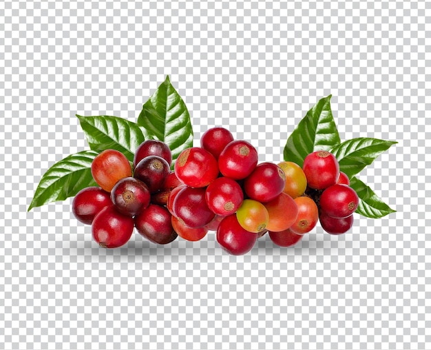 Coffee beans with leaves isolated premium psd