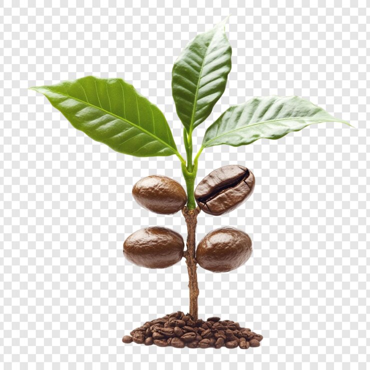 PSD coffee plant growth beans leaves nature