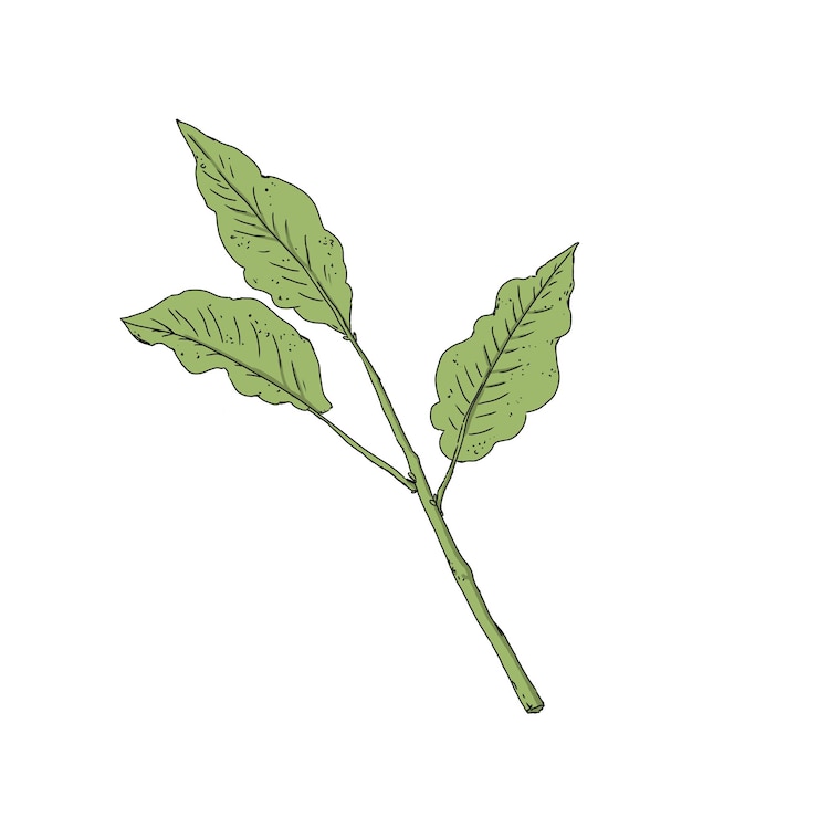 PSD 咖啡植物的叶子彩色插图