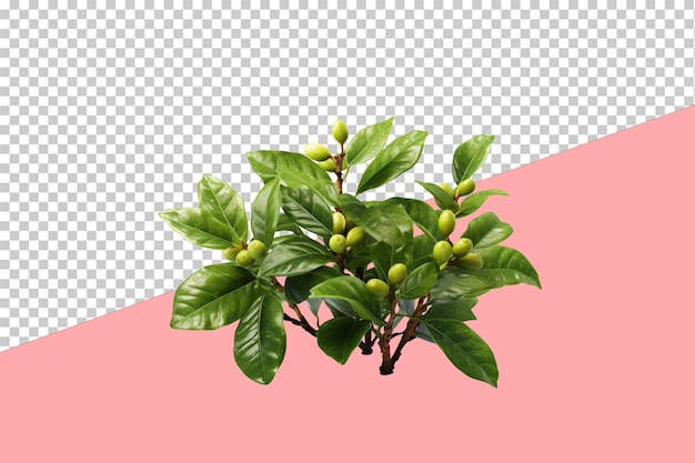 Coffee plant transparent background