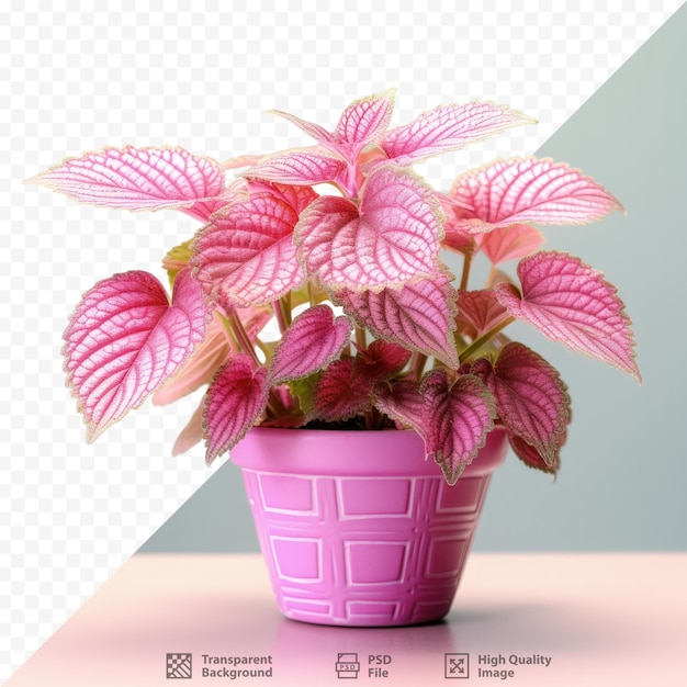 PSD coleus a stunning plant in a flowerpot captured on a transparent background