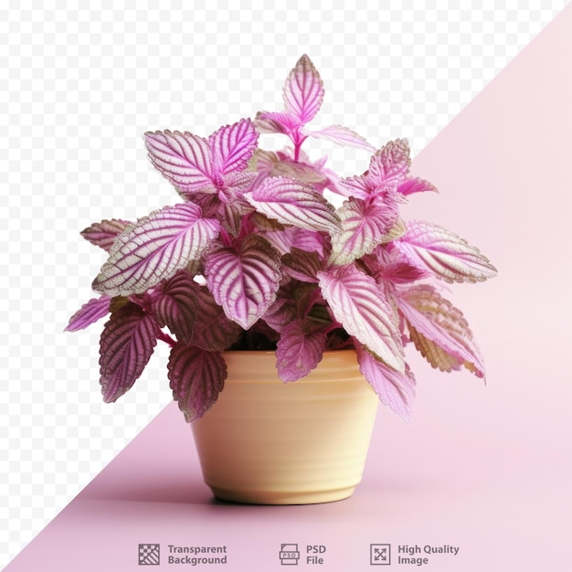 PSD coleus a stunning plant in a flowerpot captured on a transparent background