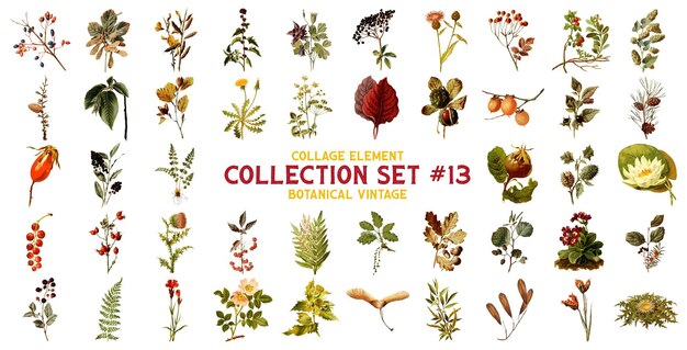 PSD collage element botanical collection set vintage watercolor clip art