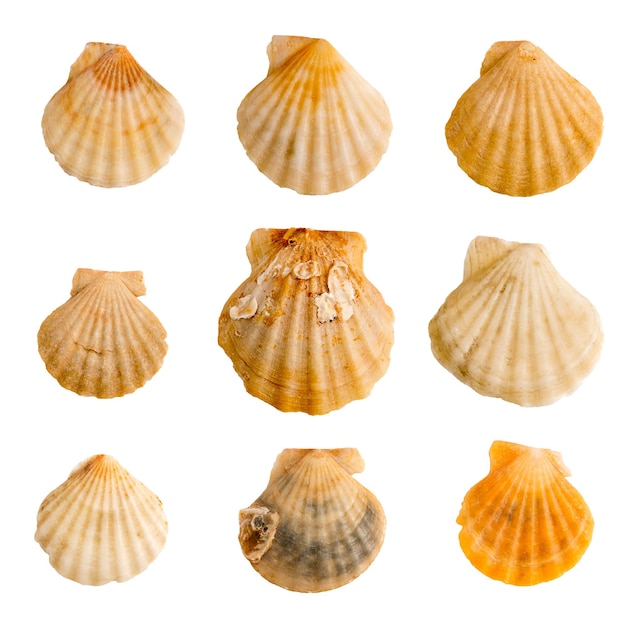 Collectie schelpen van mosselen