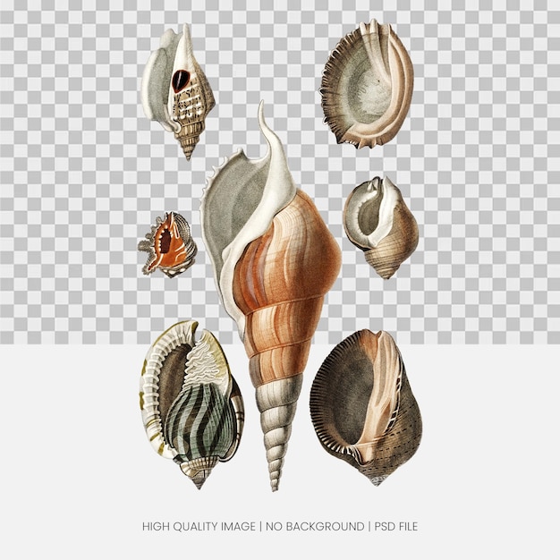 Collectie schelpen