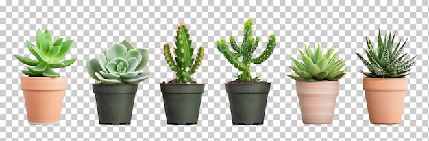 PSD collectie succulenten cactussen geïsoleerd op doorzichtige achtergrond png psd