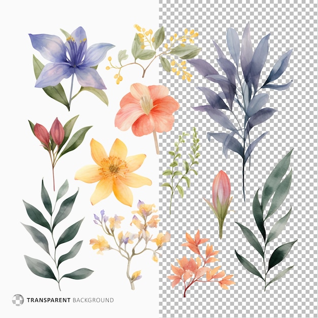 Collectie van aquarel bloemen en bladeren geïsoleerd op transparante achtergrond