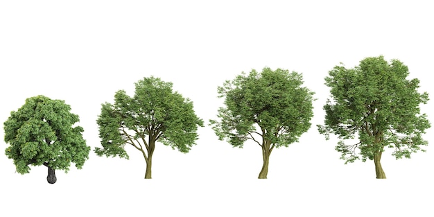 Collectie van AshCottonwood bomen op doorzichtige achtergrond vanaf de bovenkant