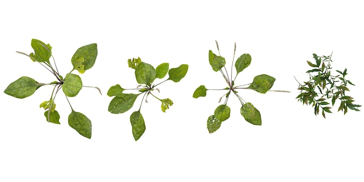 PSD collectie van plantagooplismenus plant op doorzichtige achtergrond van bovenaf