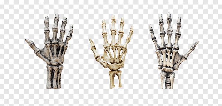 PSD collectie van skeletone hand voor halloween front view isoleren op transparante achtergrond