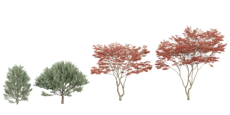 PSD collection of acer plants on transparent background from the top view