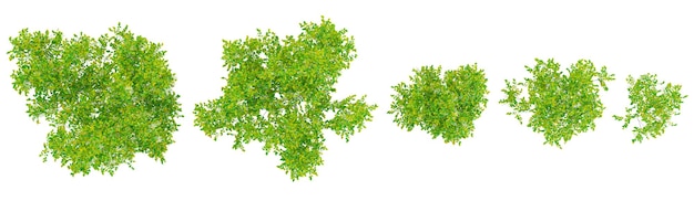 collection of American yellowwood plant isolated on white background from top view